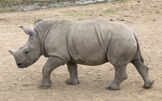 402-4088 Safari Park - Rhino